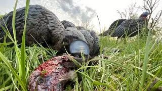 The Silent Gobbler / West Virginia Turkey Hunting