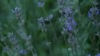 Nature's Delicate Charm: Close-Up Video of Exquisite Flowers 🌼🌸