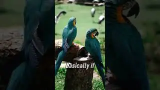 Did you know? #birds #animals #facts #reels #shorts #shortvideo