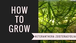 How to grow star grass
