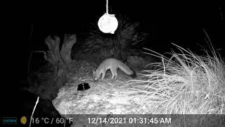 Texas Hill Country Wildlife