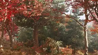 Assassin's Creed Shadows - Autumn Nature Ambience (PS5 4K)