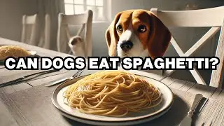 Can Dogs Eat Spaghetti? Explained