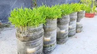 How to grow water spinach form seed to harvest in plastic bottle