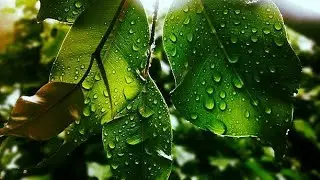 Relaxing Rain Sounds For Sleep | Relaxing Sounds For Sleep | ASMR