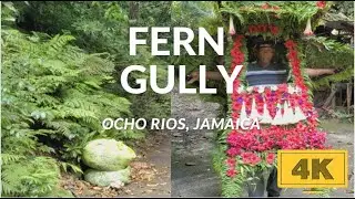 Fern Gully Ocho Rios in 4K || St Ann, Jamaica
