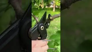 Effortless Garden Pruning with SK5 Shears 🌿✂️ #Gardening #Pruning #DIY #One99