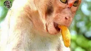Baby Lori eat not full by injury | Very pity baby Lori difficult eat& because hurt wound |