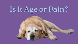 Is My Older Dog in Pain or Just Aging? Signs & Solutions
