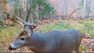 Big Bucks in the Maine woods | Wildlife Trail Camera