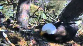 Harrison Bay Eagles - 03-21-13  Pip in second egg
