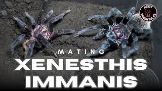 Pairing the Xenesthis immanis (Colombian Lesserblack Tarantula)
