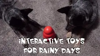 Interactive Dog Toys On A Rainy Day With Your Australian Cattle Dog
