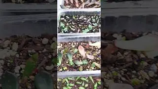 Rooted /Babies/Plants pups from leaves propagation #shorts #babyplant #succulents #leavespropagation