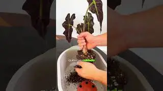 ✨🌱 La forma m&aacute;s f&aacute;cil de propagar Alocasias ✨🌱 #planttips #alocasia #plantasdecasa  #plantslovers