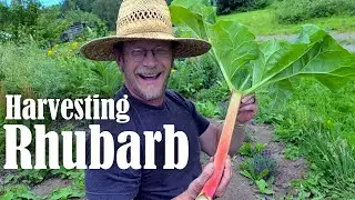 Harvesting Rhubarb | How & When to Harvest Rhubarb