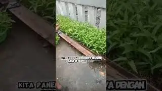 Bertani di lahan sempit di rumah bercocok tanam cabe dan kangkung#bertaniitukeren#bertanidirumah