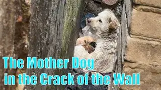 To protect her puppies, the mother dog struggles to survive in the crack of the wall.