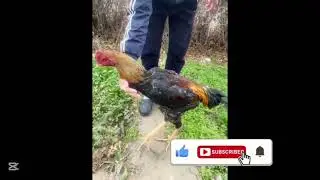 Dakan shamo Abzorga👍&hearts;️|1-qism