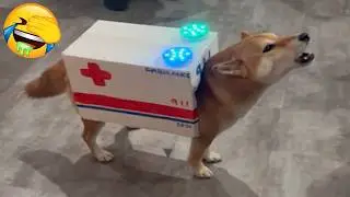 New Funniest Dog Videos🐶Try Not To Laugh😜Daily Serving of Internet Dogs Part 15