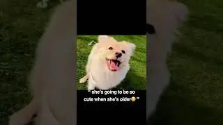 epic transformation 😯 #dog #pets