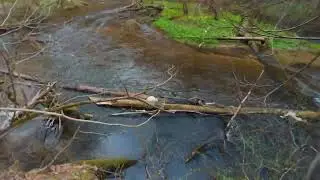 Nature Walk in Poland - Rezerwat Piekielko