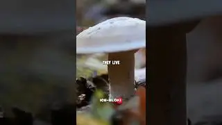 Why do mushrooms grow after a thunderstorm?  #facts #easylearning #learning #fyp #shorts