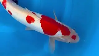 Koda Maruten Doitsu Kohaku met 5 hi-platen 🐟 | A2KOI - KOI-7261571
