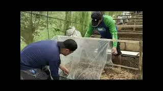 Straw Mushroom