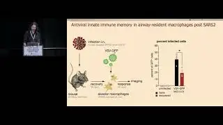 ANTIVIRAL INNATE IMMUNE MEMORY IN ALVEOLAR MACROPHAGES FOLLOWING SARS-COV-2 INFECTION