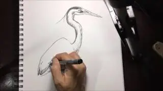 Inktober Challenge | Time Lapse - blue heron drawing