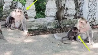 #2 Monkey Phnom Pros
