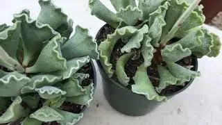 Light Clean Up on Andromischus Crinkle Plant  |  Leaf and Designs | Limpieza de Andromischus