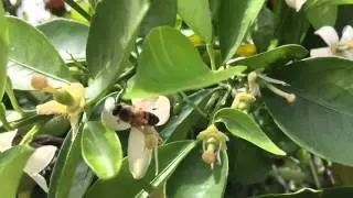 Happy Bees