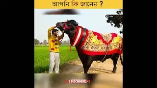 Mind-blowing facts । মন ছুঁয়ে যাওয়া তথ্য।life&facts। #shortsvideoviralkaisekare2024