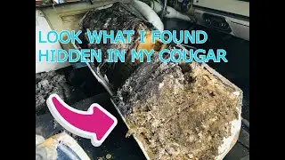 FIRST CLEAN in 41 Years! (1967 Cougar GT)