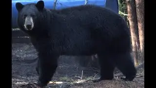 Record book bear SO CLOSE you can smell his breath then kiss him goodbye