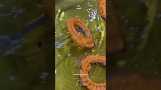 Prayagraj Most Famous Imarti || Red Jalebi