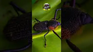 Shocking Insects @factsfromneo #mindblowing #amazingfacts #facts #interestingfacts #factsinenglish
