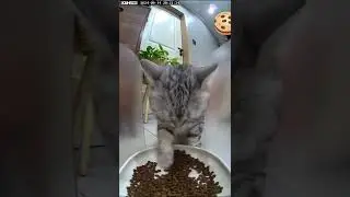 Hungry Cat Eats with Both Paws | Cute and Funny Cat Moment