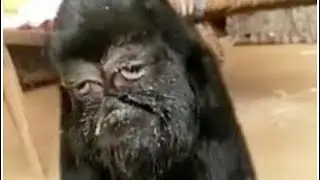 Mutant goat born with 'human-face' is being 'worshipped as an avatar of God'