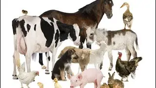 Why These Animals Are A Menace To Society