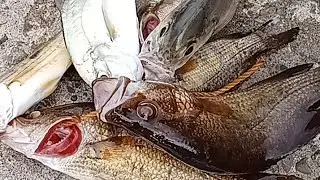 IBA ibang klase ng isda ang huli ko.#fishing #ultralightsetup #baitandwait