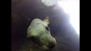 Cute sea lion pup bites my hand