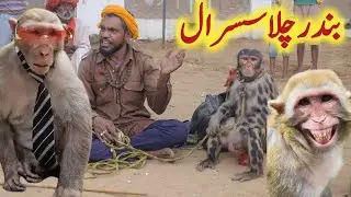 Hilarious Street Monkey Show | Bandar Funny Style Mein Susral Jata Hai