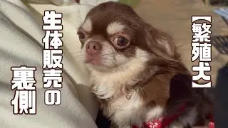 【繁殖犬】悲しい瞳のチワワの女の子は、いま「vol 458」