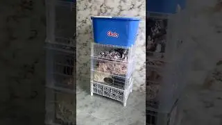 Make Easy Laundry Storage Basket At home😍✨  #shorts #bestoutofwaste #basket #viralvideos