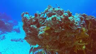 Banded Butterflyfish