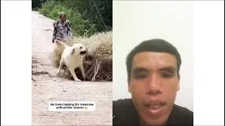 smart dog reaction animal