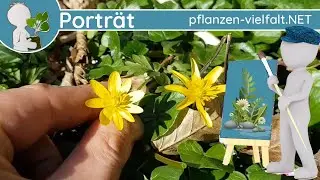 🖼️ Portr&auml;t 019 - Scharbockskraut (Ficaria verna) - Wildpflanze (Jung essbar, sp&auml;ter leicht giftig)